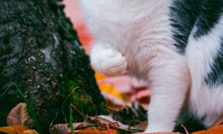 猫跛行:原因和治疗