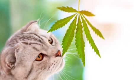 大麻对猫有害吗?
