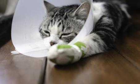 猫的伤口护理
