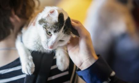 What To Know: Adopting a Deaf Cat