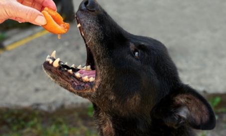 狗能吃桃子吗?
