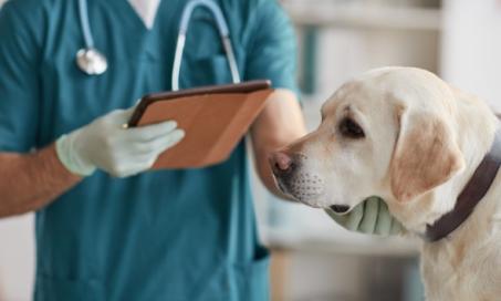 what do vets check for in puppies