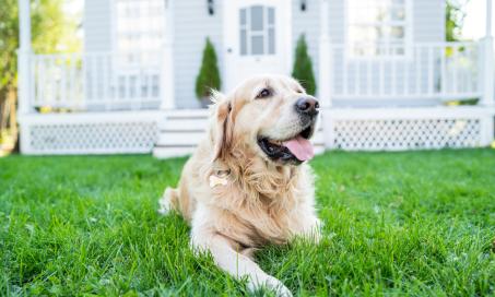 why do dogs eat grass to make themselves sick