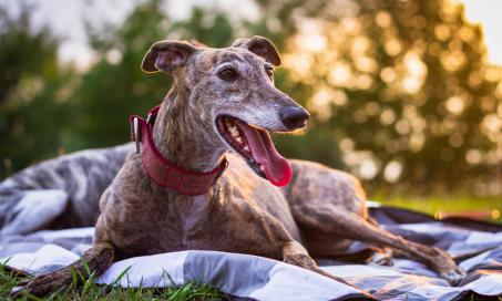 What to Know: Adopting a Greyhound Dog