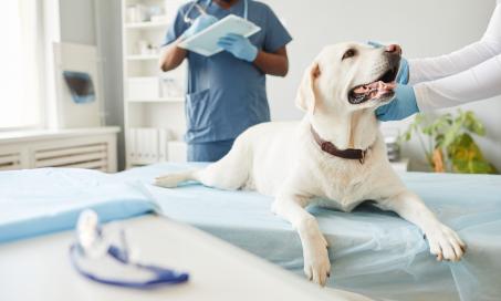Osteomyelitis in Dogs