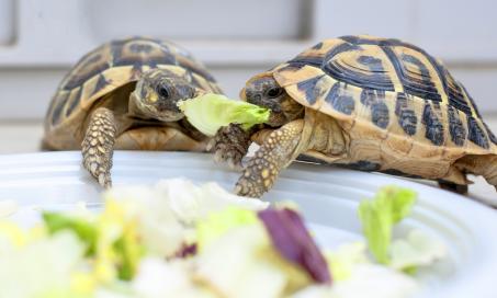 What Do Aquatic Turtles Eat?