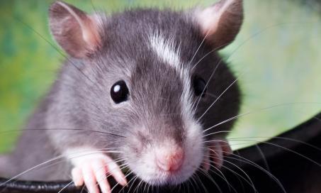 Lung and Airway Disorders in Rats
