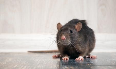 Loss of Hair in Rats