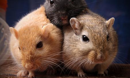 Tumors and Cancers in Gerbils