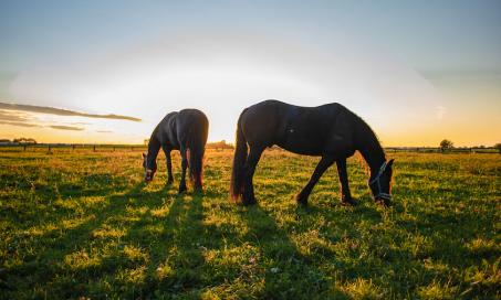 Forage Poisoning in Horses