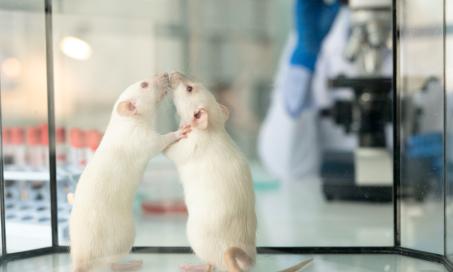 Salmonella Infection in Rats