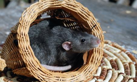 Sialodacryoadenitis and Coronavirus Infection in Rats