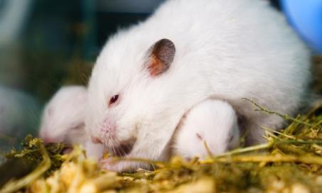 Breeding Disorders, Infertility in Hamsters