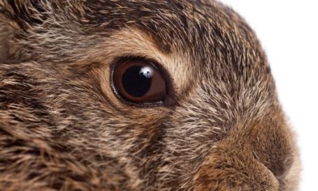 兔鼻管阻塞引起的眼泪异常流动