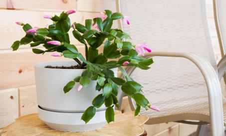 Is a Christmas Cactus Poisonous to Cats?