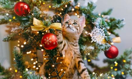 圣诞树对猫有毒吗?