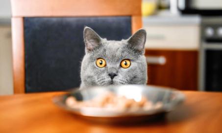 猫能吃火鸡吗?