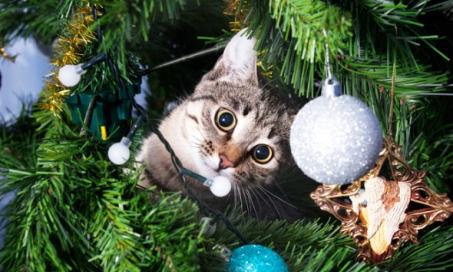 如何让猫远离圣诞树