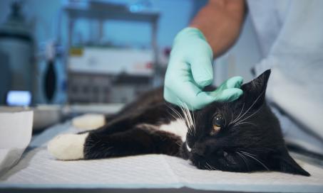 Malignant Hyperthermia in Cats