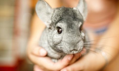Ear Injuries in Chinchillas