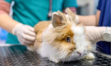 Sinus Infections in Rabbits