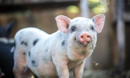 10 Fast Facts for the Potbellied Pig