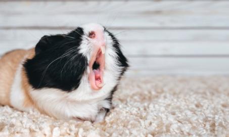 Image showcasing Guinea Pigs | PetMD