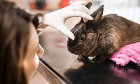Infection of the Brain Tissues in Rabbits