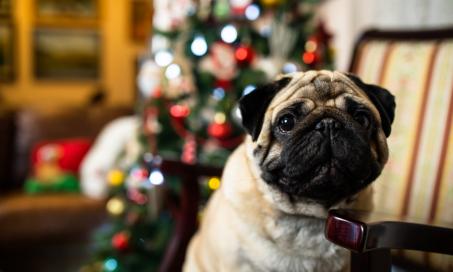 我该如何保护我的圣诞树不被我的狗咬?