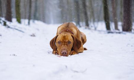 对你的狗来说多冷才算太冷?
