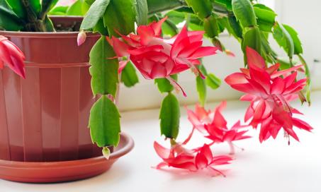 Is a Christmas Cactus Poisonous to Dogs?