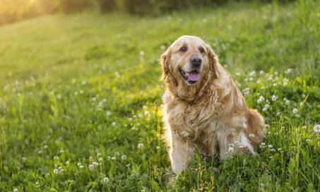 8种最适合狗狗的关节补充剂