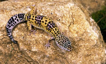 How Long Do Leopard Geckos Live?