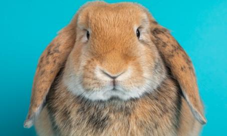 Inflammation of the Brain and Brain Tissue in Rabbits