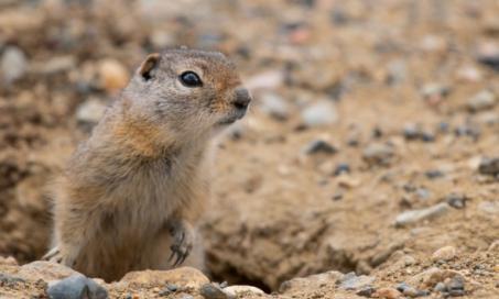 can you get the plague from a prairie dog