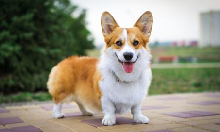Defining Senior Age in Dogs | PetMD