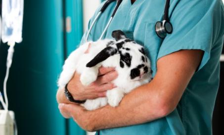 肺肿瘤和肺癌的兔子