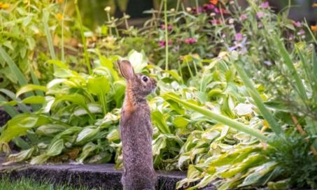 Arthritis due to Bacterial Infection in Rabbits