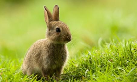 兔子的慢性体重减轻和组织损耗