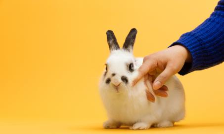 不同的兔子姿势意味着什么?