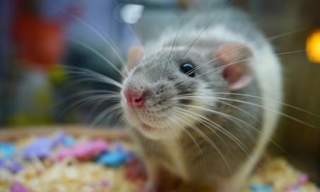 10 Pet Rat Behaviors and What They Mean