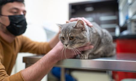Picture of Arthritis in Cats | PetMD