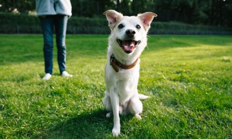 What to Know: Adopting a Tripod Dog