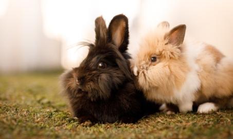 Degenerative Joint Disease (DJD) in Rabbits