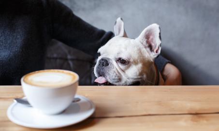 Can Dogs Drink Milk? | PetMD