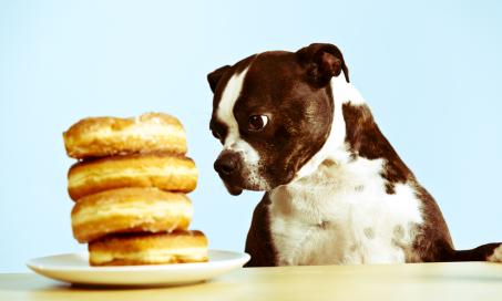 狗能吃糖吗?