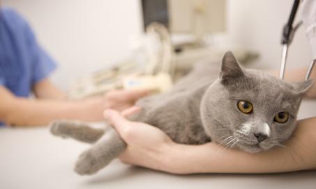 猫听觉反射性癫痫(FARS)