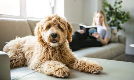 Top 14 Types of Doodle Dogs