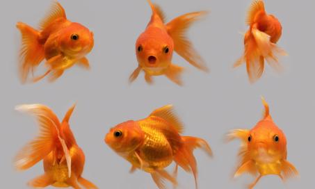 How to Take Care of Goldfish