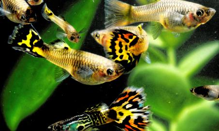 Top Freshwater Fish for Beginners